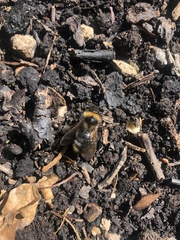 Bombus campestris