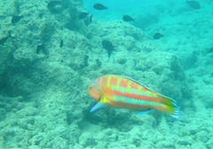 Thalassoma trilobatum