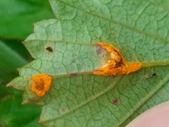 Triphragmium ulmariae