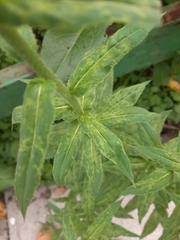 Turnip mosaic virus