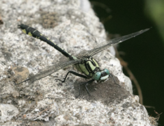 Gomphus vulgatissimus