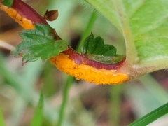 Triphragmium ulmariae