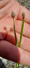 Eleocharis bifida