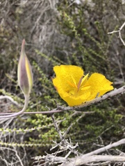 Calochortus weedii weedii