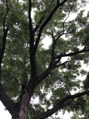 Acer saccharinum