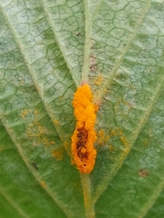 Triphragmium ulmariae