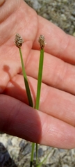 Eleocharis bifida