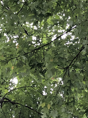 Acer saccharinum