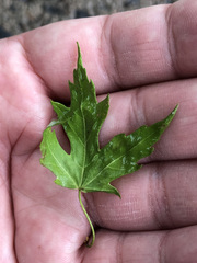 Acer saccharinum