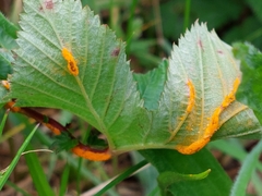 Triphragmium ulmariae