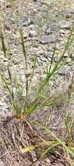 Eleocharis bifida