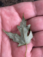 Acer saccharinum