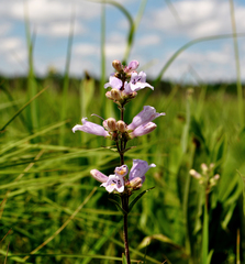Penstemon gracilis