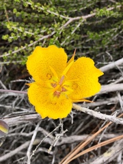 Calochortus weedii weedii