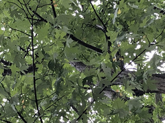 Acer saccharinum