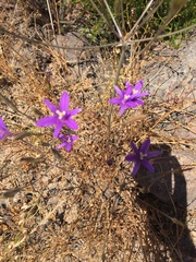 Brodiaea leptandra