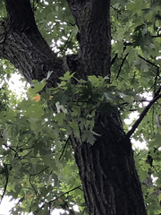 Acer saccharinum