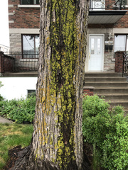 Acer saccharinum