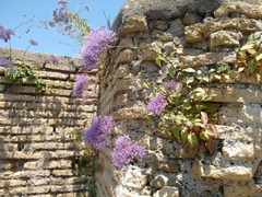 Trachelium caeruleum