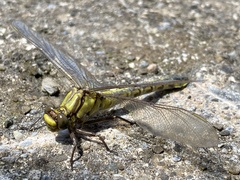 Gomphus vulgatissimus