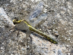 Gomphus vulgatissimus