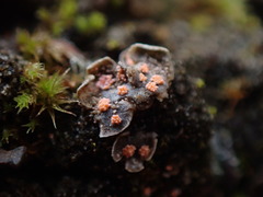 Illosporium carneum