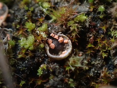 Illosporium carneum