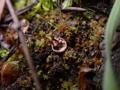 Illosporium carneum