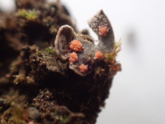 Illosporium carneum