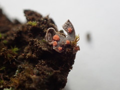 Illosporium carneum