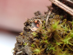 Illosporium carneum