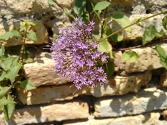 Trachelium caeruleum
