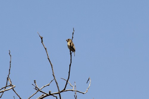 Parrot-billed Seedeater (Sporophila peruviana), photo 3