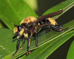 Laphria lata