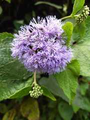 Aristeguietia lamiifolia