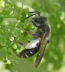 Andrena proxima