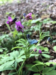 Lathyrus vernus