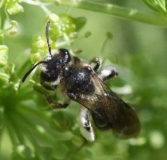 Andrena proxima