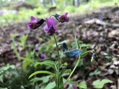 Lathyrus vernus