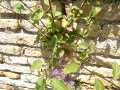 Trachelium caeruleum
