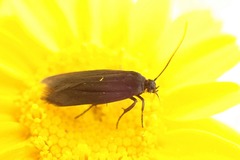Scythris sinensis