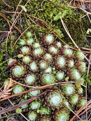 Sempervivum arachnoideum