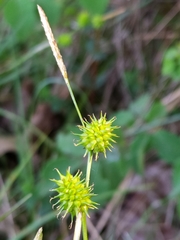 Carex lepidocarpa