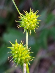 Carex lepidocarpa