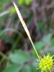 Carex lepidocarpa