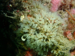 Pycnoclavella