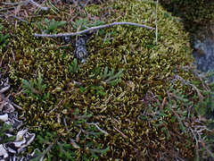 Homalothecium aureum