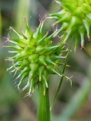 Carex lepidocarpa