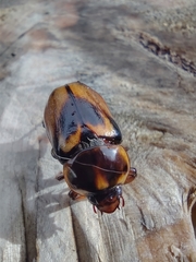 Ancognatha ustulata