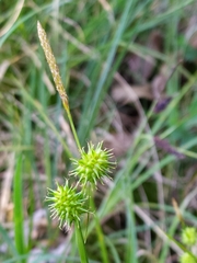 Carex lepidocarpa
